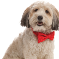 petsmart