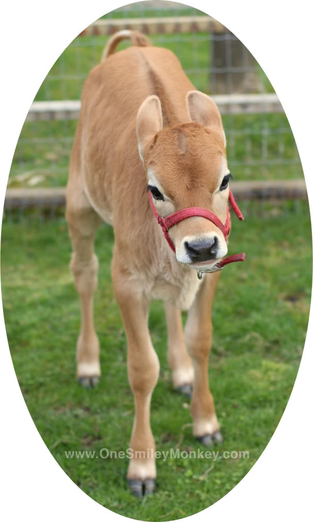 Cute baby cow