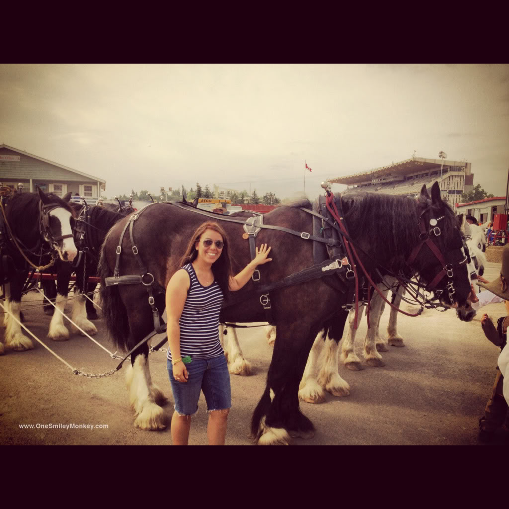 Stampede 2012, horses