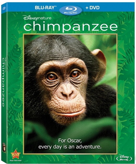 Chimpanzee