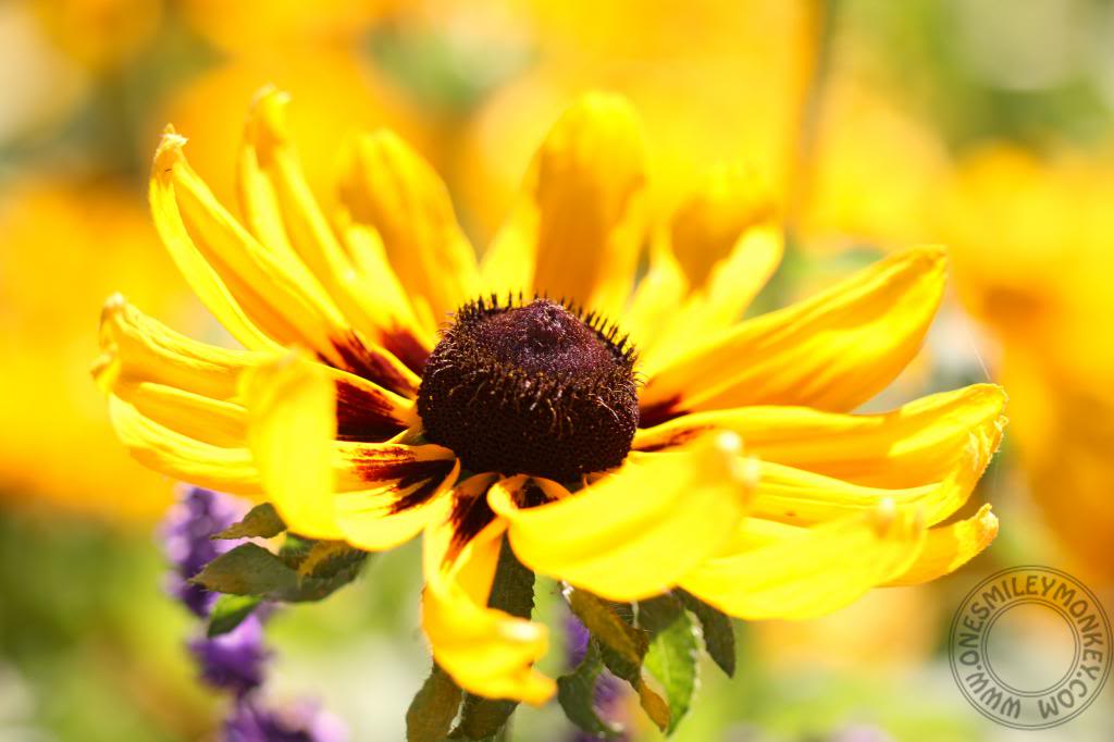 Queen Elizabeth Park Flower