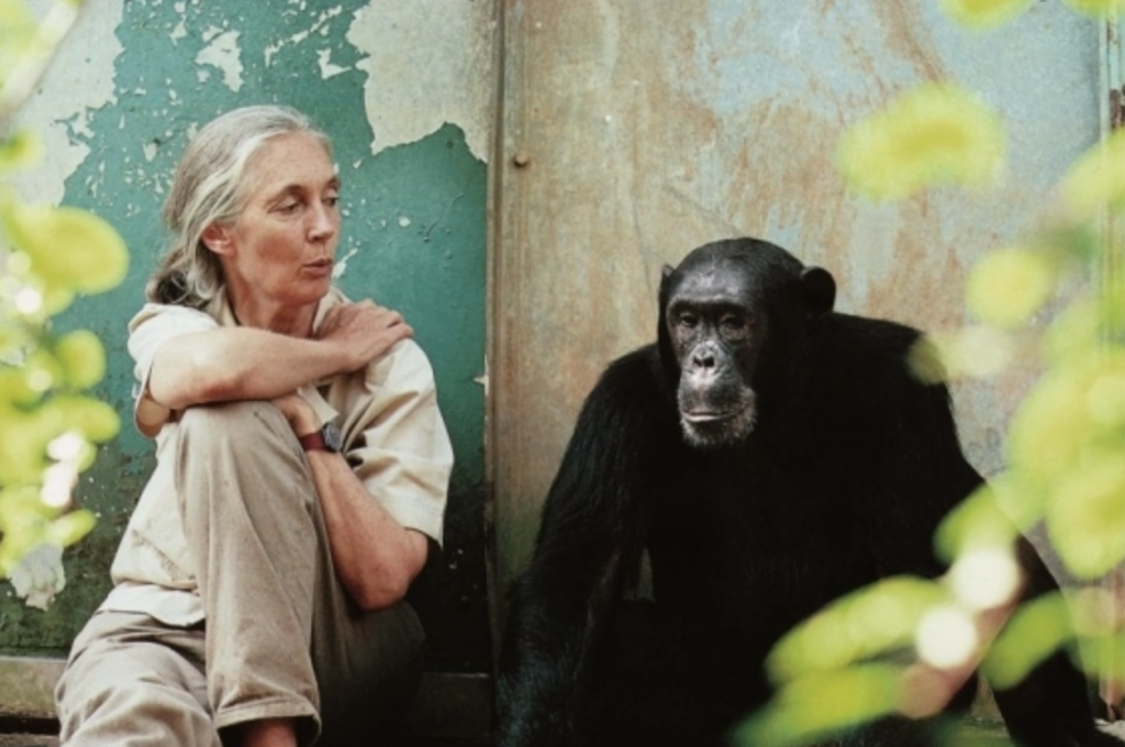 Jane Goodall