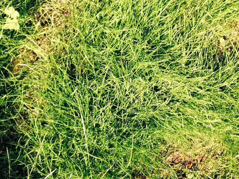 Quicky Grass seed by Canada Green {Review}