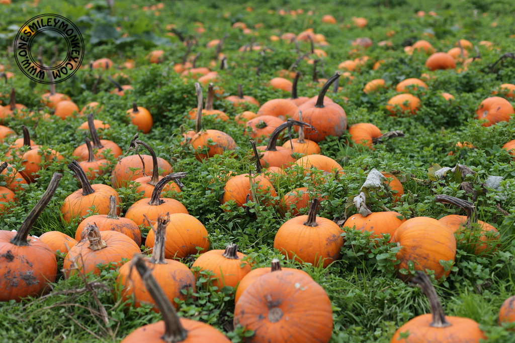 Laity pumpkin patch