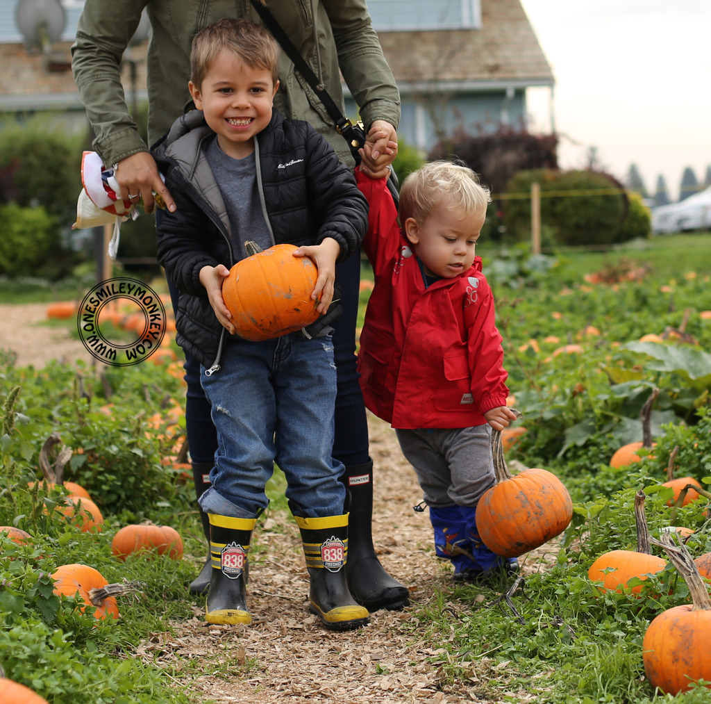 Laity pumpkin patch