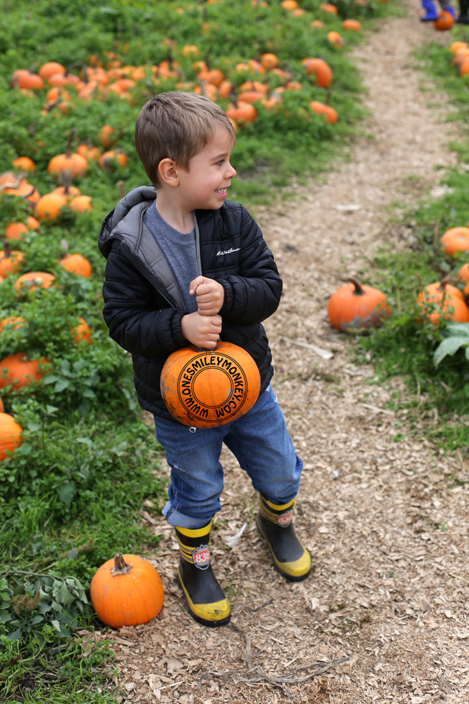 Laity pumpkin patch