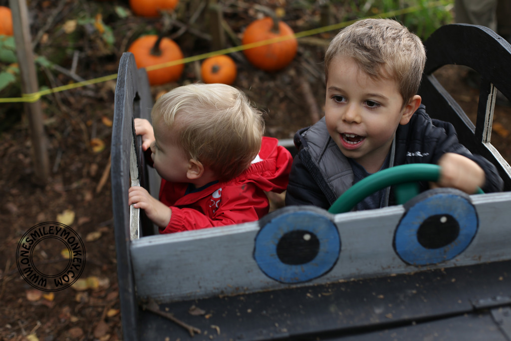 Laity pumpkin patch