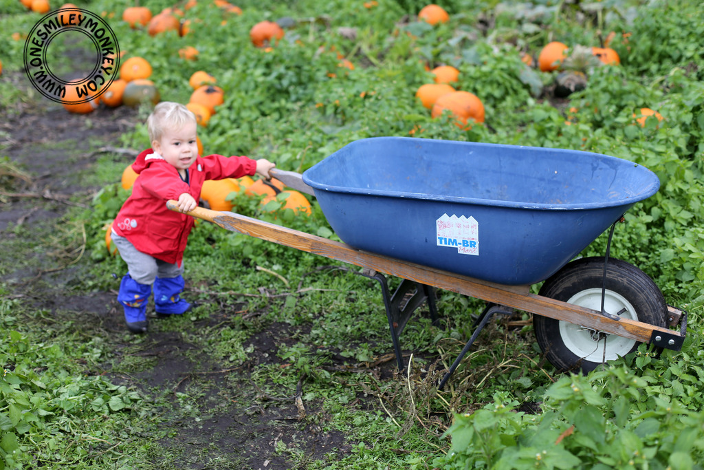 Laity pumpkin patch