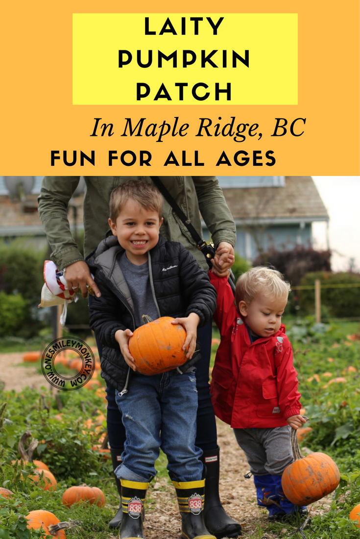 Laity Pumpkin Patch in Maple Ridge, BC Fun for all Ages!