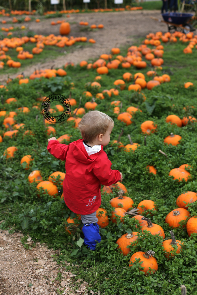 Laity pumpkin patch