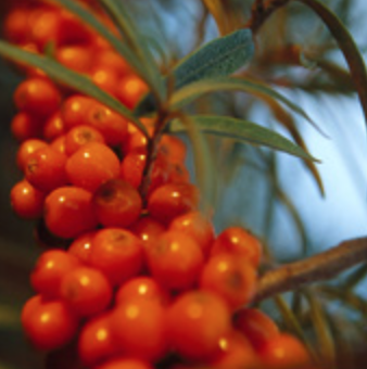 Sea Buckthorn