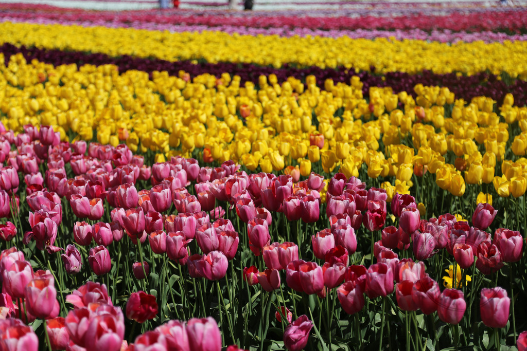 Abbotsford Tulip Festival