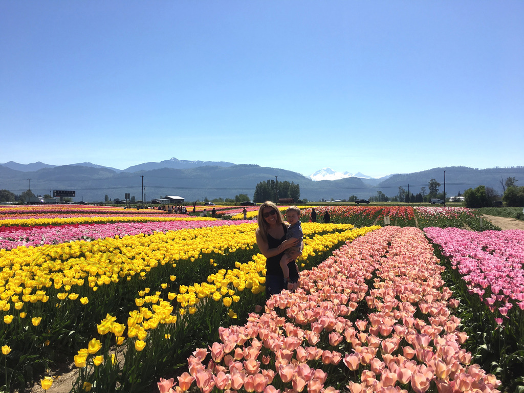 Abbotsford Tulip Festival