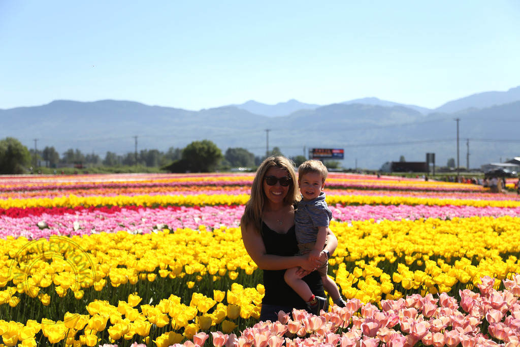 Abbotsford Tulip Festival