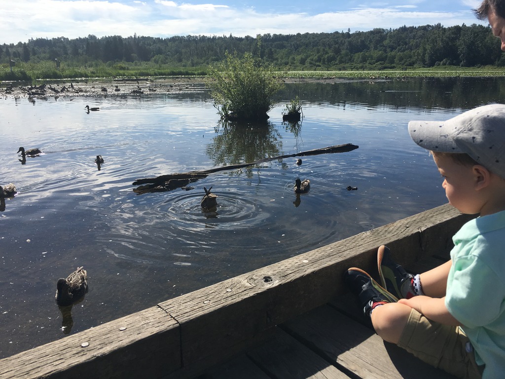 Exploring Burnaby Lake Park