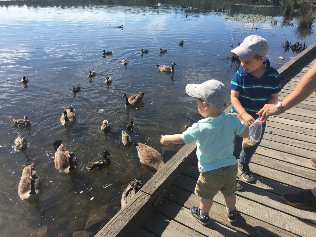Exploring Burnaby Lake Park