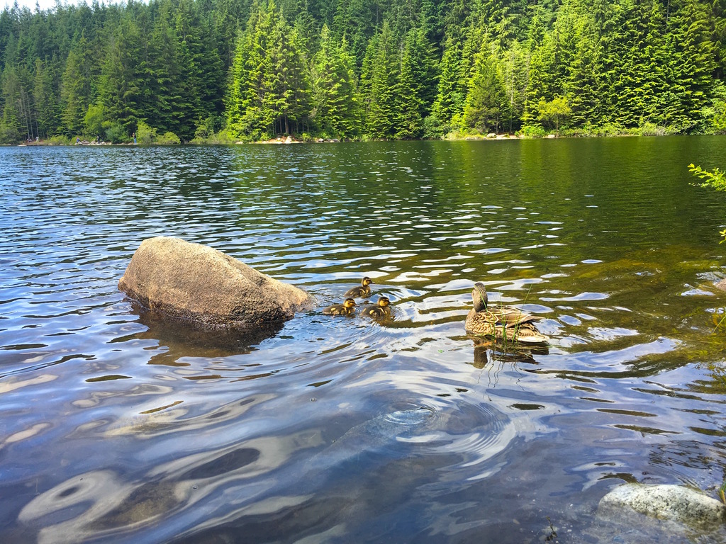 Rice Lake in North Vancouver