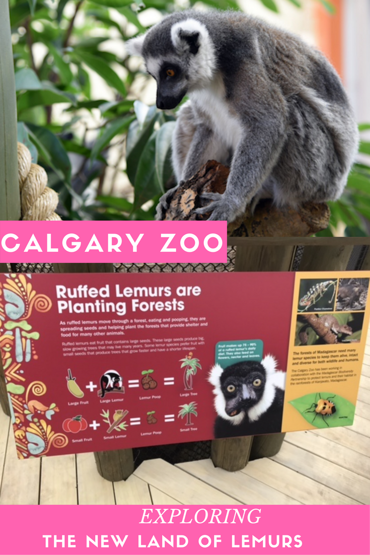 Calgary Zoo, exploring the new land of Lemurs
