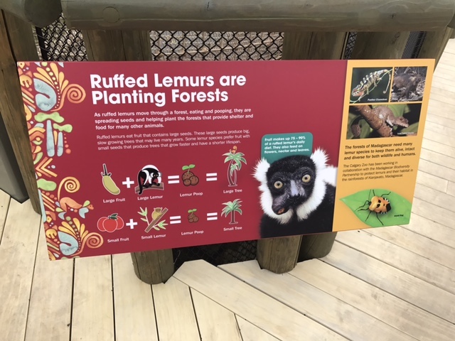 Visiting the Calgary Zoo and the New Land of Lemurs Habitat