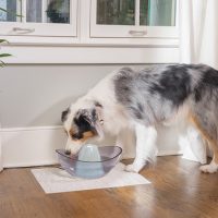 Good Canadian Dog Food Not Too Expensive Good Canadian Dog Food Not Too Expensive