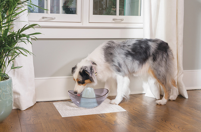 Keeping your Pet Hydrated During the Hot Months