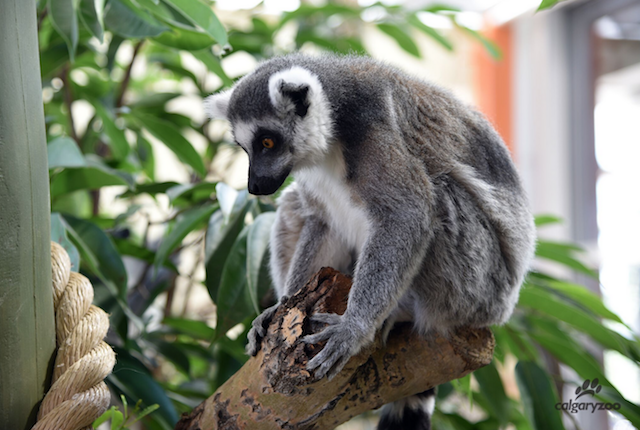 Visiting the Calgary Zoo and the New Land of Lemurs Habitat