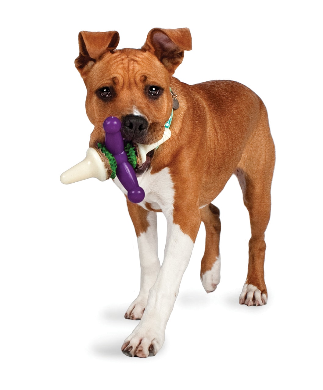 3 Must Have Toys to Keep your Dog Busy