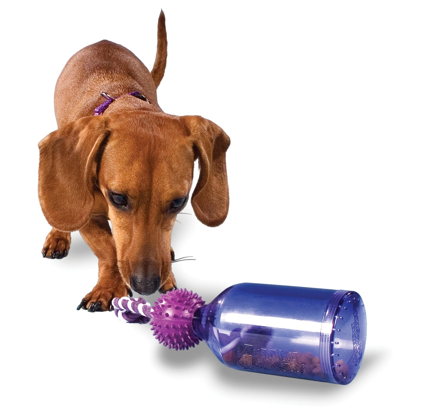 10 Toys to Keep Your Dog Busy