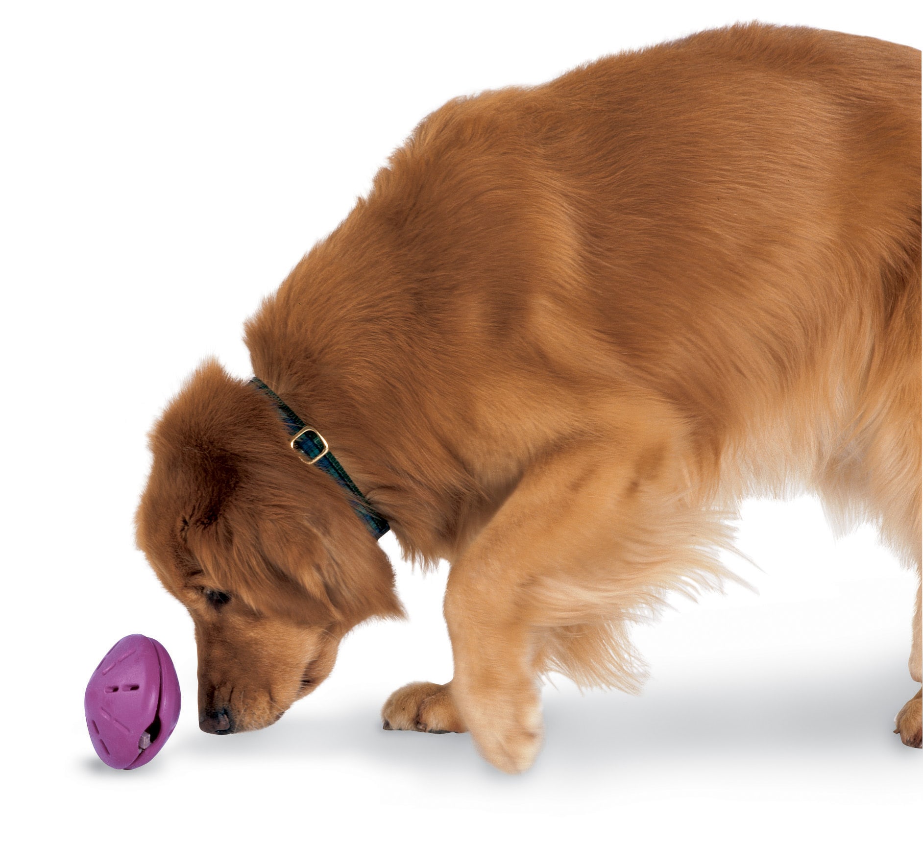 10 Toys to Keep Your Dog Busy