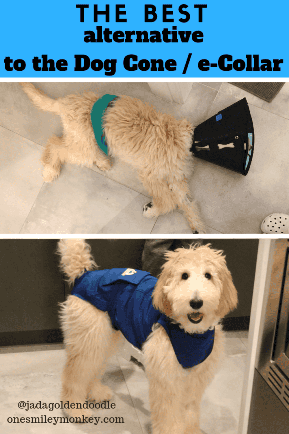 The Best Alternative To The Dog Cone After Spay/Neuter