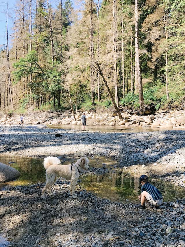 Hiking with Kids - Our Latest Favourite Trail in North Van