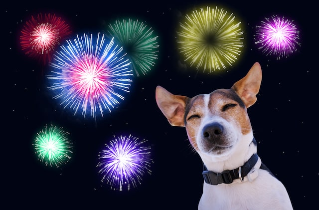 Tips to Help You Calm a Dog That's Scared of Fireworks