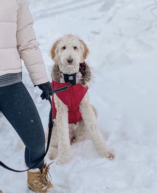 Vancouver Snow Storm January 2020