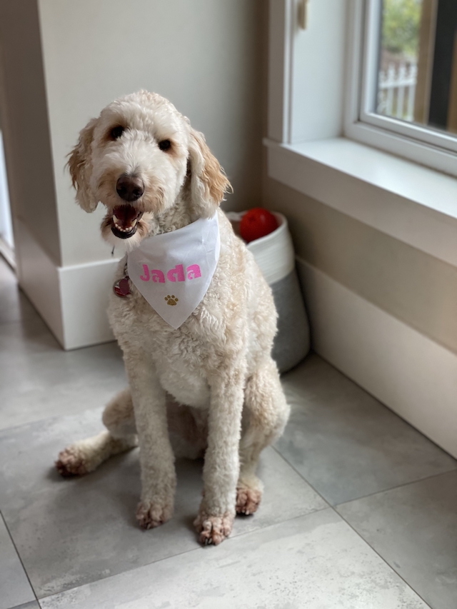 Pet Fashion, DIY Personalized Dog Bandana