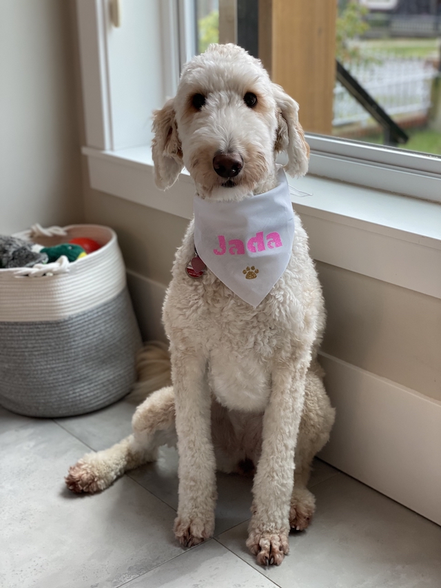 Pet Fashion, DIY Personalized Dog Bandana