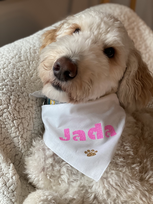 Pet Fashion, DIY Personalized Dog Bandana