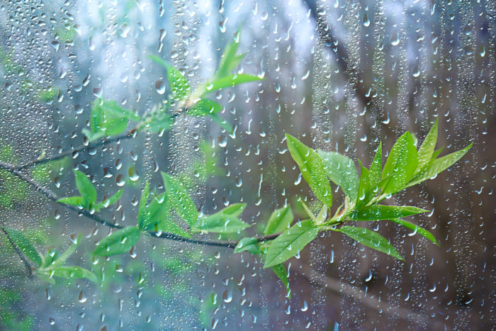 What is the earthy smell after rain called?