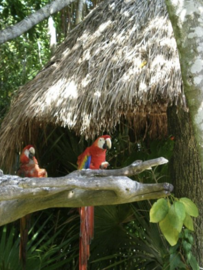 Sandos Caracol Eco Resort in Playa del Carmen {Review}